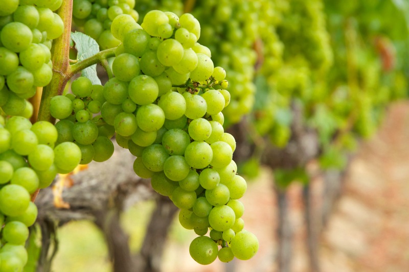1-chardonnay-uzum-salkimi