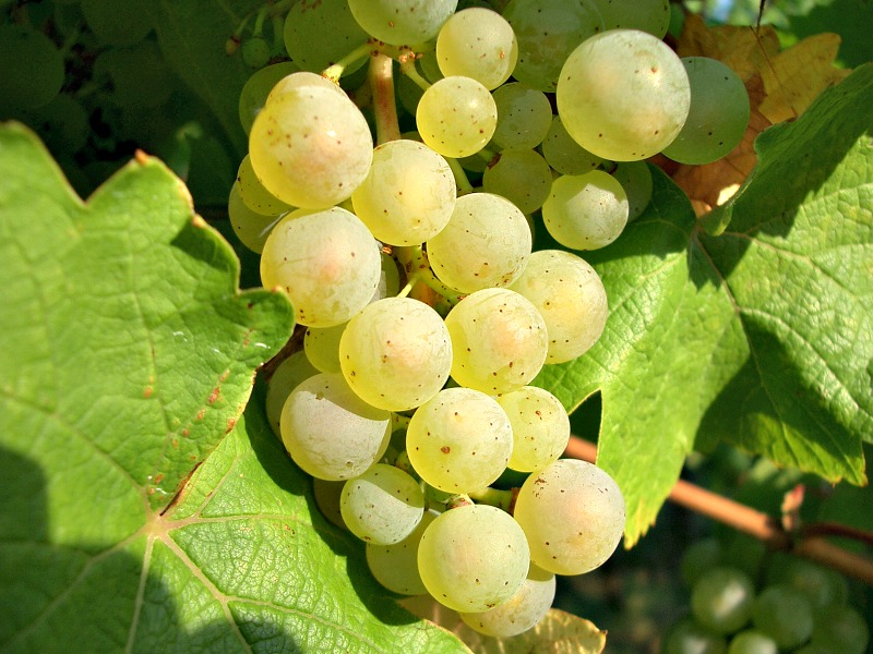 2-riesling-saraplik-uzum-cesitleri