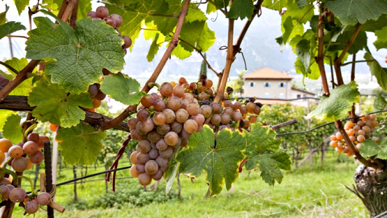 3-gewurztraminer-saraplik-uzum-cesitleri