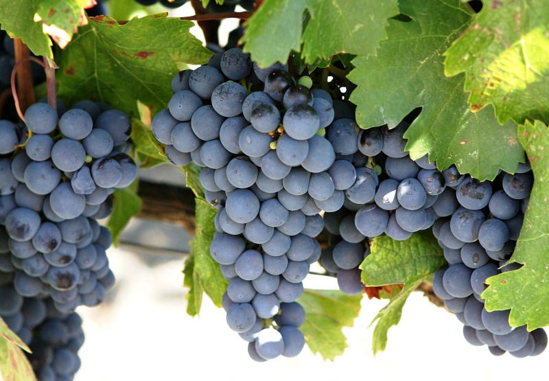 4-Cabernet-Sauvignon-saraplik-uzum-cesitleri