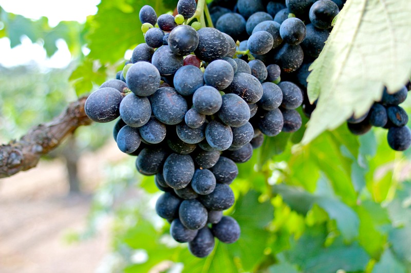 5-cinsault-saraplik-uzum-cesitleri