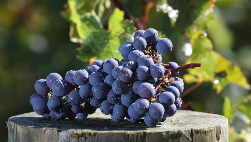 6-cabernet-franc-saraplik-uzum-cesitleri