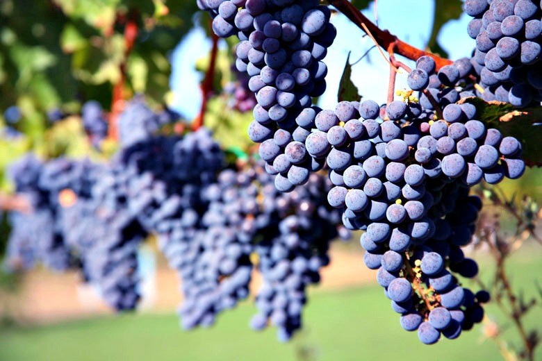 7-merlot-saraplik-uzum-cesitleri