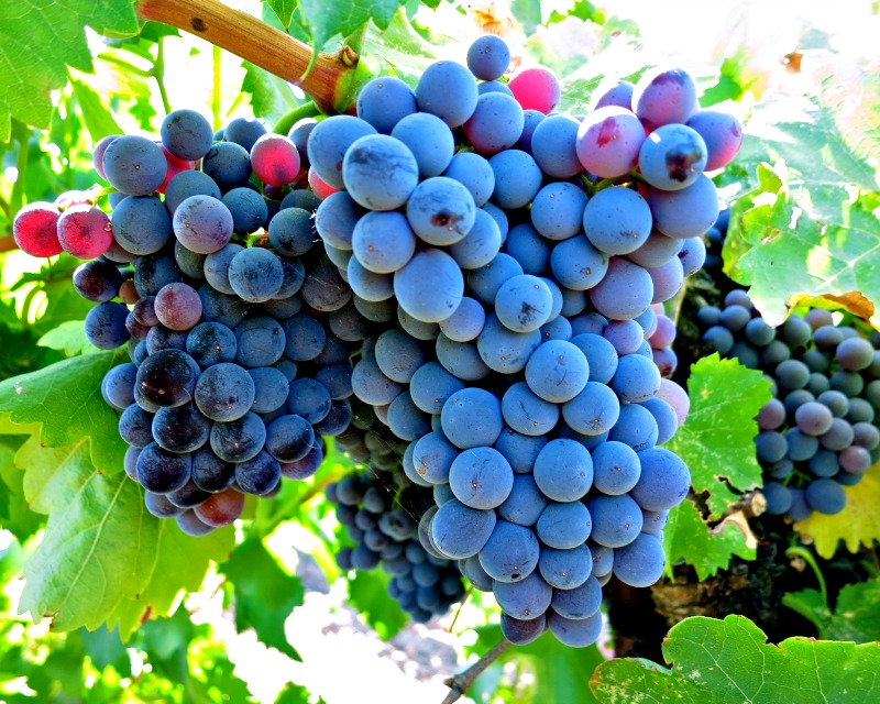 8-grenache-saraplik-uzum-cesitleri
