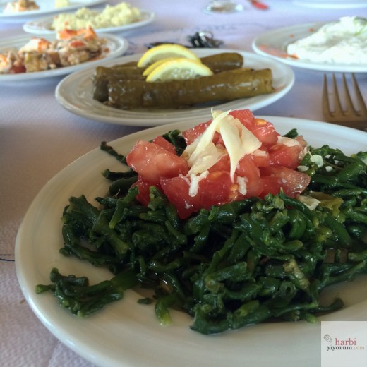 deniz-borulcesi-vahiti-yeri-bozcaada