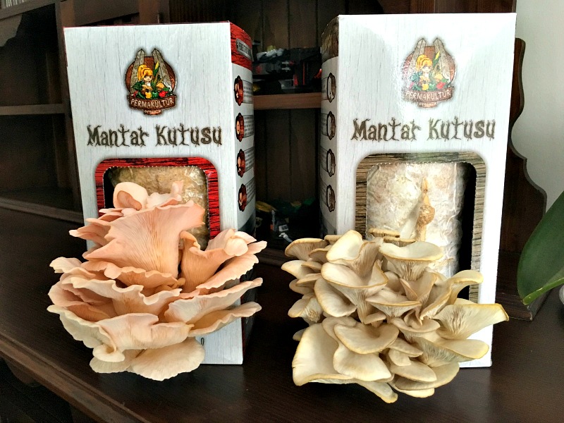 mantar-kutusu-pembe-ve-sari-istiridye-mantari