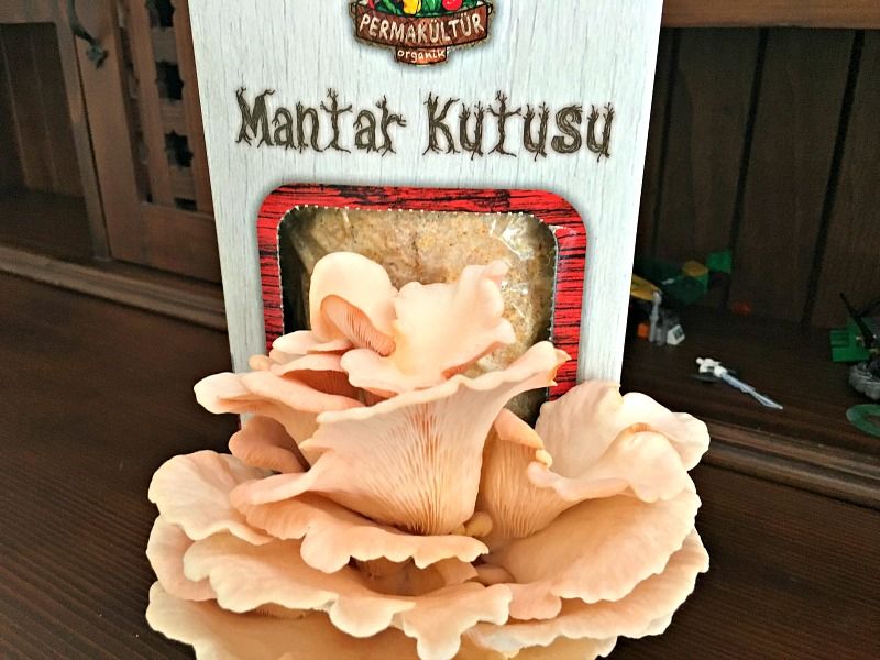 mantar-kutusu-permakultur-pembe-istiridye-mantari-01