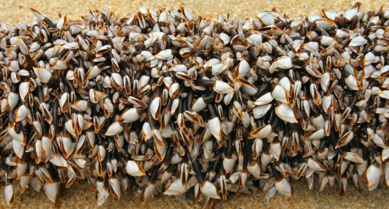 percebes-Gooseneckbarnacles