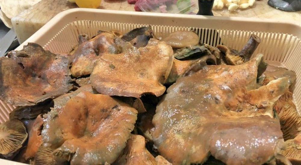 çıntar Mantarı Nedir Faydaları Nelerdir?