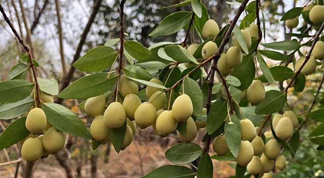 Hambeles Murt Nedir