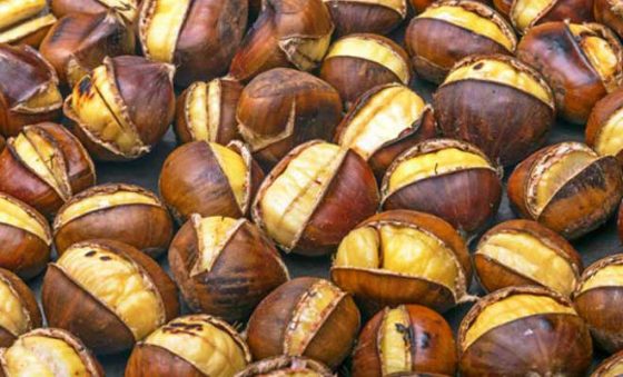 Kestane Nedir? Nerelerde Yetişir?