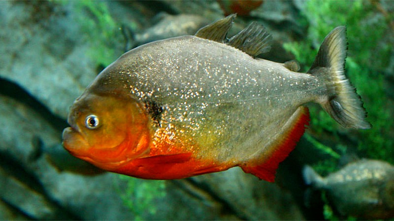 kirmizi-karinli-piranha