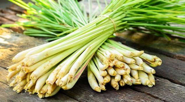 limon otu lemon grass nedir