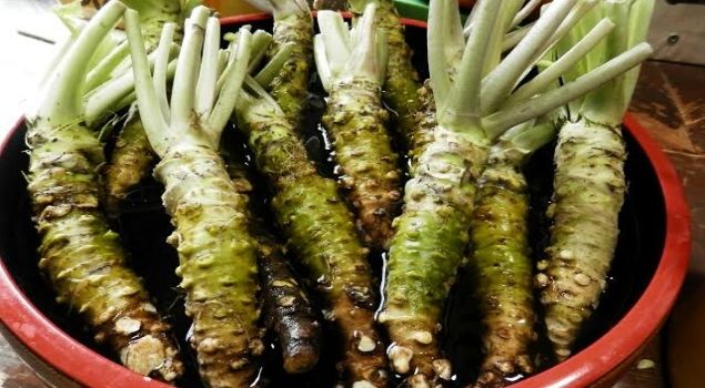 wasabi nedir